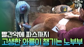 [다큐 ‘가족’ 65-2] 빨간약에 파스까지 고생한 와룡이 챙기는 노부부