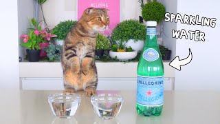 Can Cats Drink Sparkling Water?