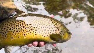 Upper Descutes brown trout on the euronymph!