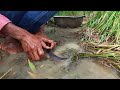 top full fishing catch a lot of fish in mud at rice field by best hand a smart fisherman