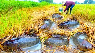 top full fishing - catch a lot of fish in mud at rice field by best hand a smart fisherman