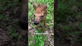 A baby deer ran right up to him 😱😳