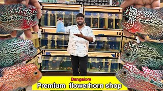 AAA Grade flowerhorns shop tour | Bangalore | zion hornfactory | தமிழ்