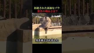 ㊗️220万回再生！拒絶されたゾウの驚きの理由とは！？　#動物  #感動  #感動物語  #animals