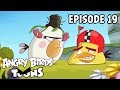 Angry Birds Toons | Slow the Chuck down - S2 Ep19