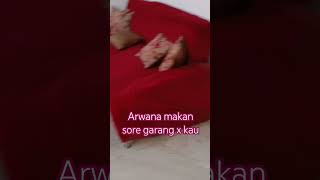 wow arwana langsung makan tanpa banyak pikir