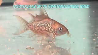 Corydoras sp C5 (pantanalensis) bred