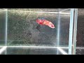 betta ベタ　メス　鯉ベタ　多彩色系