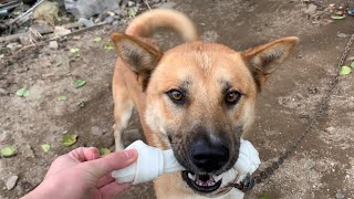 Giving snacks and playing with Jindo dogs in the countryside