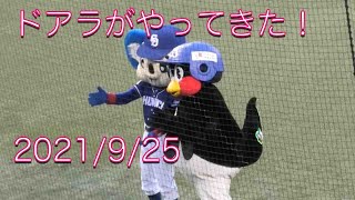 ドアラが神宮球場にやってきた！2021/9/25