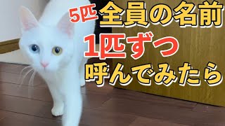 5匹の猫達の名前を順番に呼んだら来るのか？驚きの結果にパート２