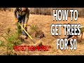 Planting Pine Trees [3 Amazing Tips]