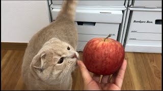 【くだもの】猫ってりんご食べるの？【スコティッシュフォールド】