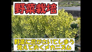 【野菜栽培,花芽,とう立ち】野菜栽培と花芽分化のメカニズムを知っておくと損もしなくなるし得するかも？