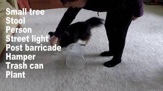 Beginning Agility Foundation Cone Work