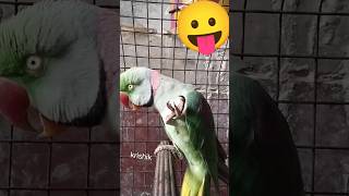 #very intelligent and funny parrot 🦜🦜# parrot short video @krishik6549