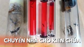 Nuôi Kiến Cảnh: Chuyển Kiến Sang Tank Kiến Ống Nghiệm