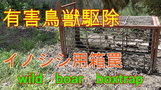 20200702　数日前の箱罠見回りの箱罠にイノシシ入りました　Wild boar box trap