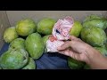 tips cara ngarbit memeram buah mangga menggunakan karbit dengan benar