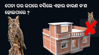 ପେଚା କାହିଁକି ରାତିରେ ରାବନ୍ତି ? ପେଚା ଘର ଉପରେ ବସିଲେ ଏହାର କାରଣ କ'ଣ ହୋଇପାରେ 🤔