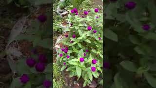 Vadamalli/Globe amaranth/Makhmali🏵️