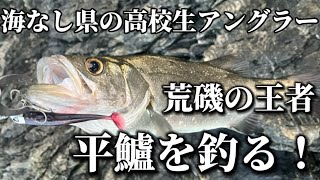 【幻の高級魚】ヒラスズキを釣って食う！！！