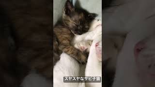 猫団子でスヤスヤ眠るサビ子猫 #cat #ねこ #猫 #animal #cute #子猫 #kitten #こねこ #保護猫 #shorts