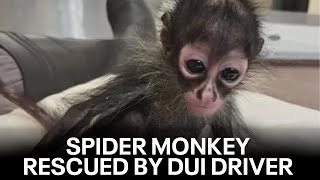 Spider monkey rescued from alleged DUI driver being treated at Oakland Zoo | KTVU