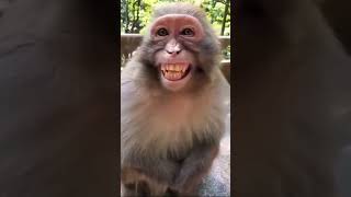 manki | bandar | funny manki comedy video | funny monkey #shorts #manki #bandar #monkey