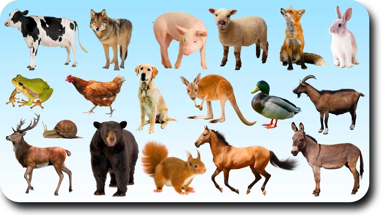 Animals Names