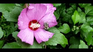 Bee passed out in the Hibiscus again....