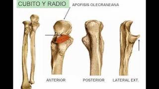 Miologia de miembro superior 5