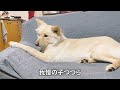 自己主張の強い先住犬とおとなしい後住犬【対照的な二匹の性格】