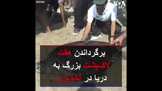 برگرداندن هفت لاک پشت بزرگ به دریا در اندونزی