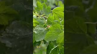 amazing Gentle rain sound for relaxation