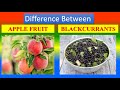 Differences Between Medical And Health Benefits Of Apples fruits And Blackcurrants fruits