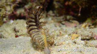 Nudibranquios