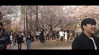 Seoul Forest Spring Cherry Blossom 2024   2024 년 서울숲   봄 벚꽃