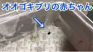 マダガスカルオオゴキブリのベビーが産まれた！