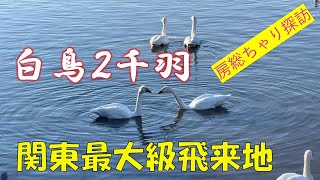 白鳥2000羽飛来八丁堰