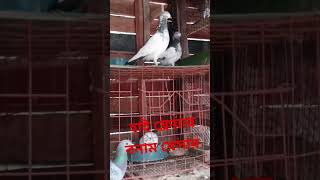 #হাই ফ্লেয়ার বনাম রেসার#video by#Sr_khan_tv