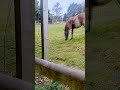 przewalski s horse edinburgh zoo in scotland