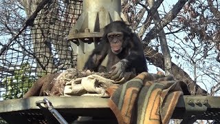 Cute chimpanzee child \