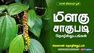 மிளகு சாகுபடி தொழில்நுட்பங்கள் | Agricultural Technology