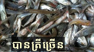 ត្រីតូចៗ ត្រី ស ត្រីកញ្ចុះ ត្រីកញ្ជ្រូក #fish #fishing