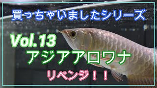 【買っちゃいましたシリーズ Vol.13 】アジアアロワナ「リベンジ！」過背金龍を買っちゃいました‼