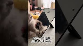 仔猫はじめて鏡をみる🐱