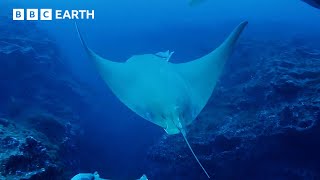 Sting Ray's Deep Ocean Dive | Animals With Cameras | BBC Earth