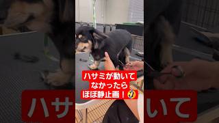 【ほぼ静止画！？】落ち着き払った１歳になったばかりのチワックスのぷあちゃん！#chihuahua #miniaturedachshund #チワックス #dog #トリミングサロン