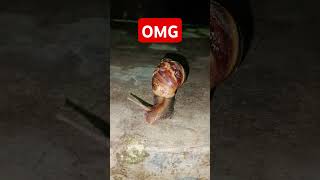 OMG এতো বড়ো শামুক আমি আগে দেখিনি #calmdown #shorts #shortvideo #trending #newvideo #dhaka #fyp #wow